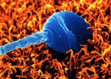 Un poco más cerca de comprender el misterio de la fecundación