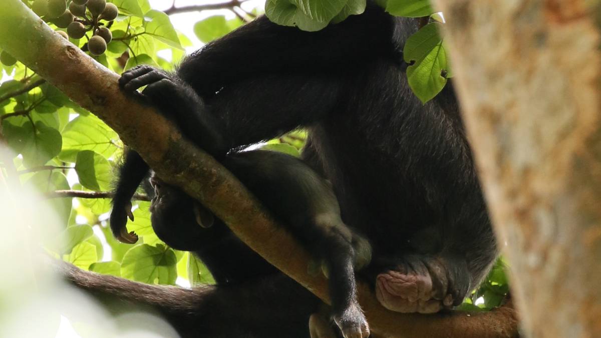 ‘Lucy’ sujeta a un chimpancé recién fallecido.