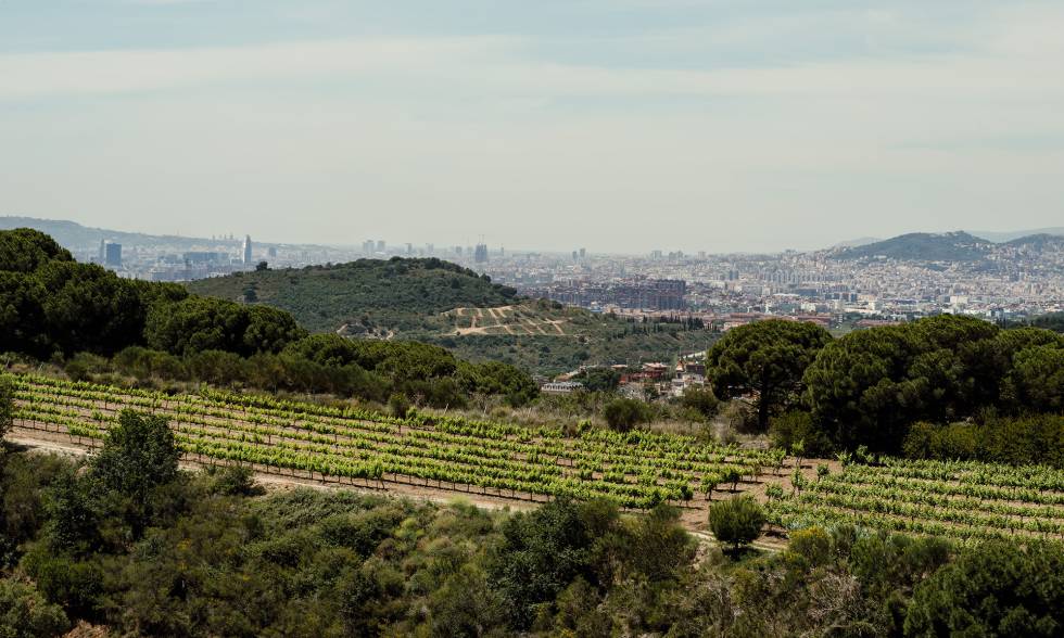 Barcelona desde los viñedos de Alta Alella.