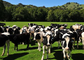 Marianne: el consumo responsable hecho persona