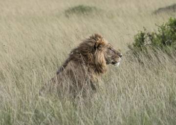 Una campaña de Disney para salvar a los leones