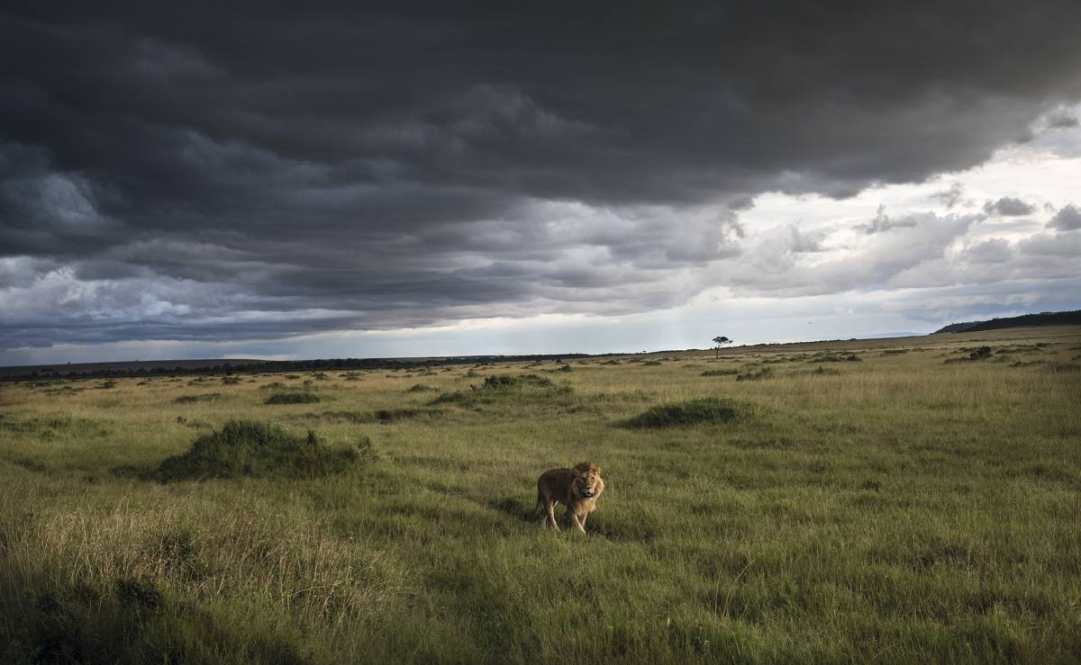 Un león en la reserva de Masái Mara.