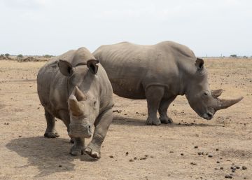 Un vientre de alquiler para salvar al rinoceronte blanco del norte