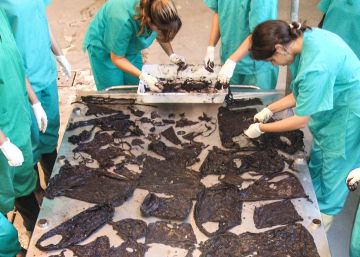 En la mesa, los residuos plásticos encontrados en el estómago de un mismo delfín moteado.