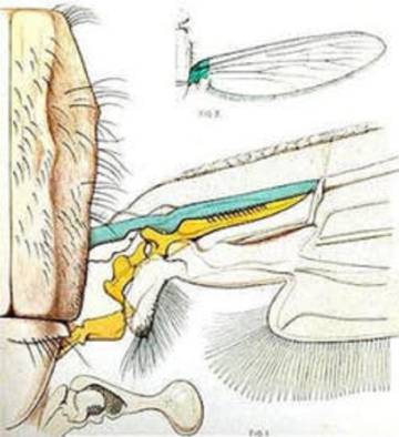 Ala del mosquito. La mitad en forma de peine, dibujada en azul, se raspa contra la parte amarilla cada vez que el mosquito agita sus alas. 