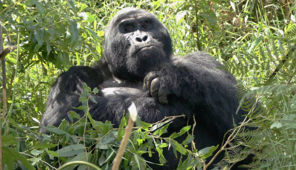 En busca de gorilas de montaña en las selvas de Uganda