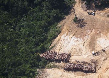 El grito de la ecología