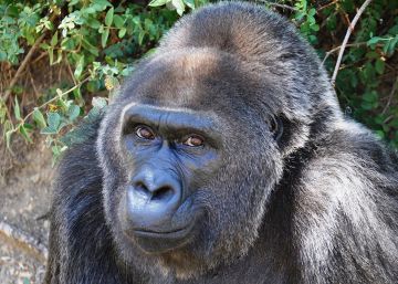 Muere ‘Trudy’, una gorila cautiva desde 1957