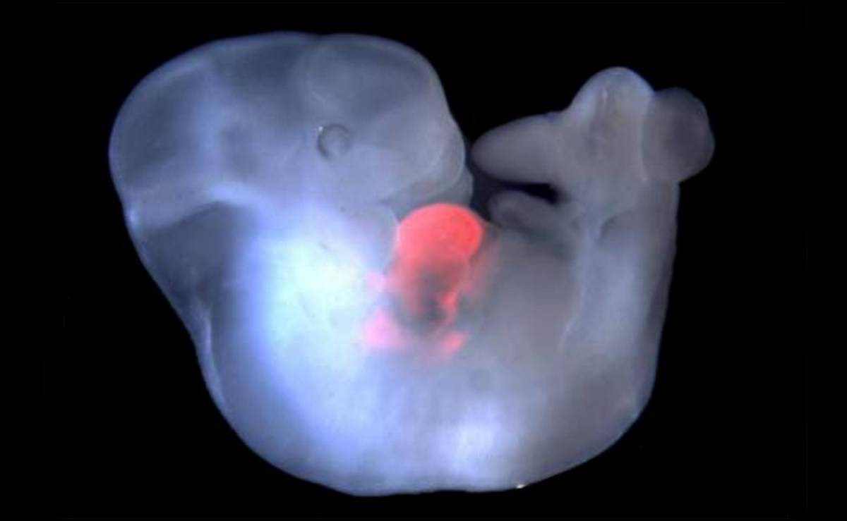 Un embrión de ratón con células de rata en su corazón.