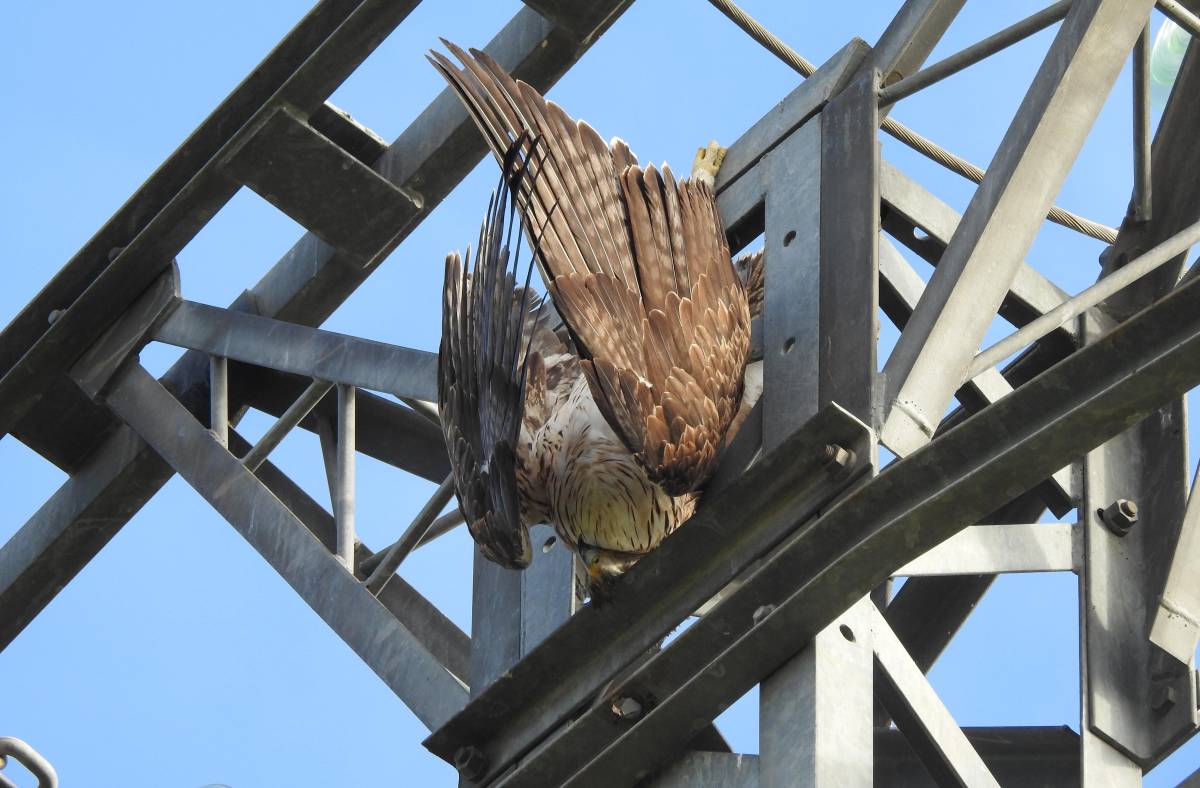 Un águila de Bonelli cuelga del poste de un tendido tras haberse electrocutado.