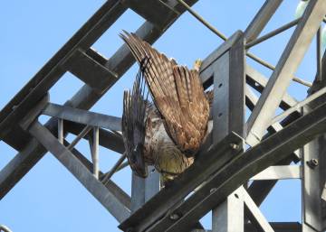 El fiscal clama por la muerte de miles de aves en los tendidos