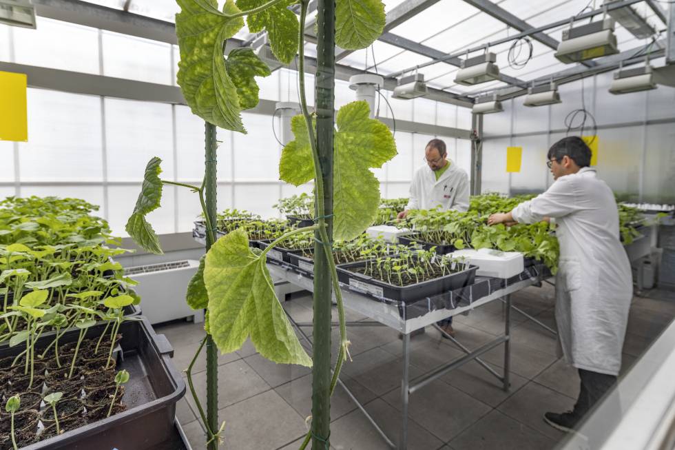 Un invernadero en el Centro de Investigación de Agrigenómica, en Barcelona.