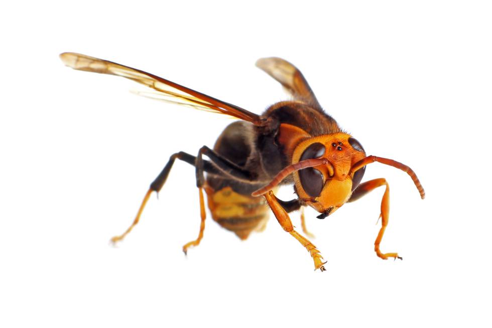 Como Reconocer A La Avispa Asiatica Y Prevenir Sus Picaduras