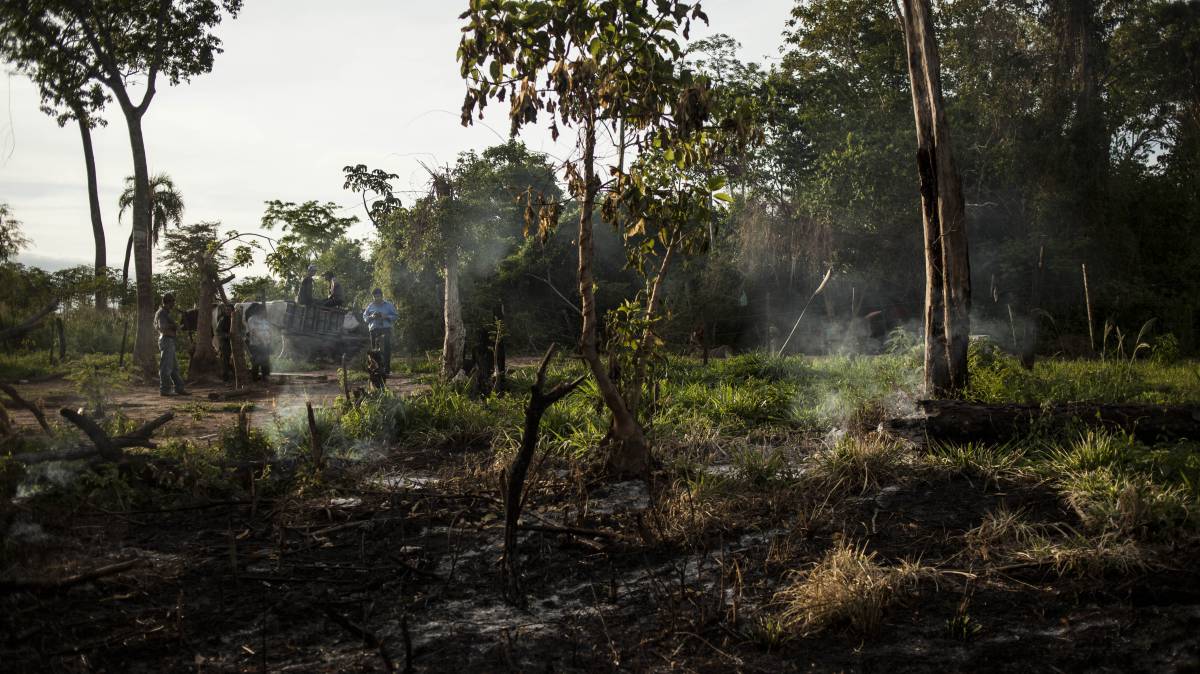 Cultivos destruidos, en Paraguay.