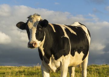 Metano y humanos: el mito de que las vacas están matando el planeta