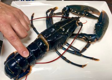 Los Marinos José, el éxito de la sencillez