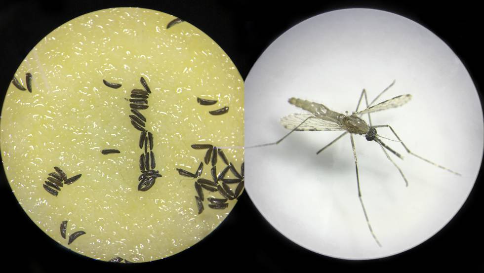 Un ejemplar de mosquito modificado genéticamente y huevos de este insecto, observados al microscopio.