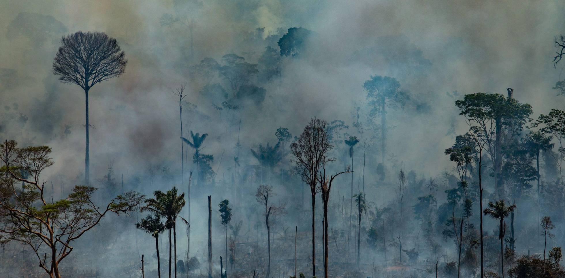 Image result for amazonas incendio