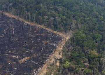La ‘sabanización’ de la selva amenaza a todo el planeta