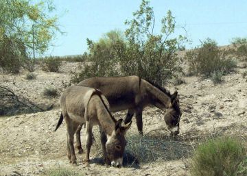 45.000 euros de recompensa por saber quién ha matado más de 40 burros en California