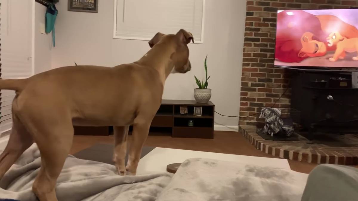 Qué ven los perros cuando ven la televisión