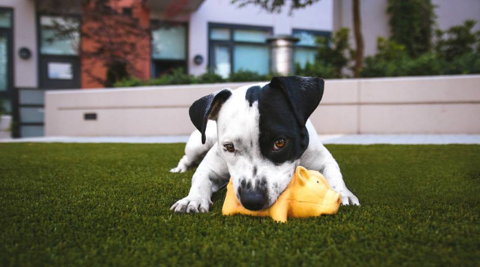 juguetes para perros ansiosos