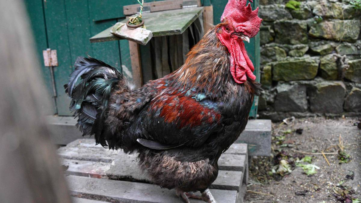 El gallo ‘Maurice’, centro de una batalla jurídica.