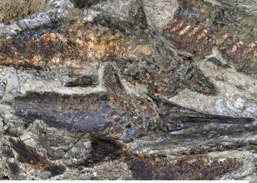 Así fue el primer día en la Tierra tras el asteroide que acabó con los  dinosaurios | Ciencia | EL PAÍS