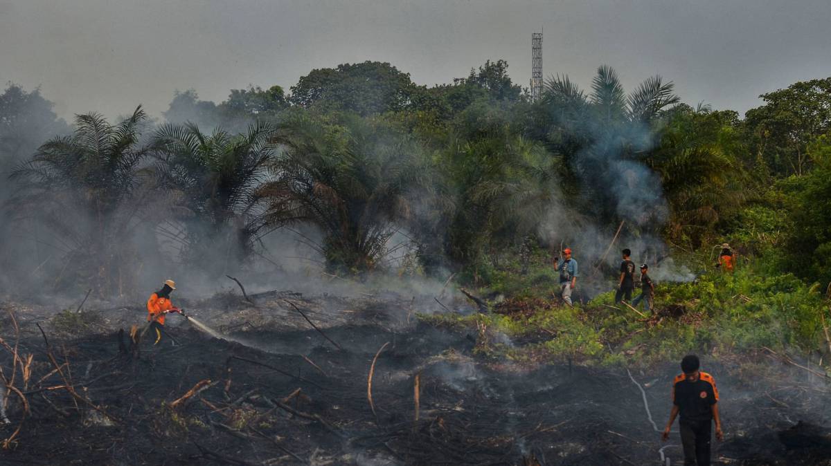 Cada año se pierde una masa de bosques del tamaño de Reino Unido