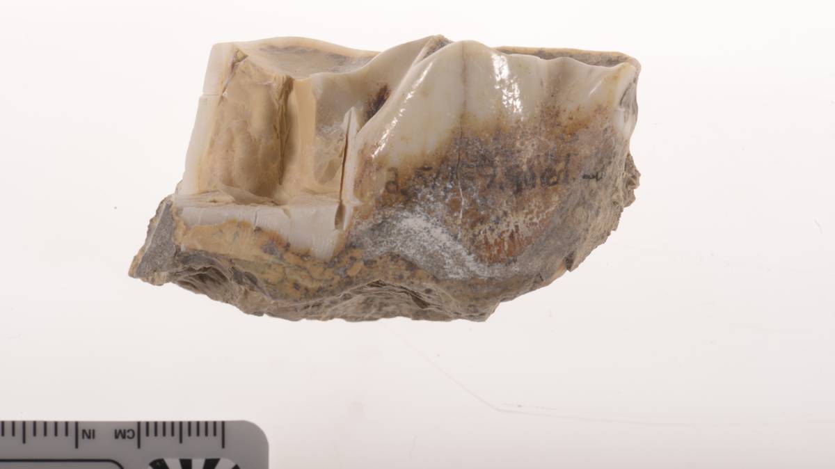 Molar de un 'Stephanorhinus'.