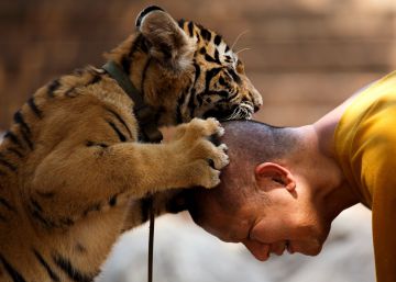 Mueren 86 tigres que fueron rescatados de un templo tailandés