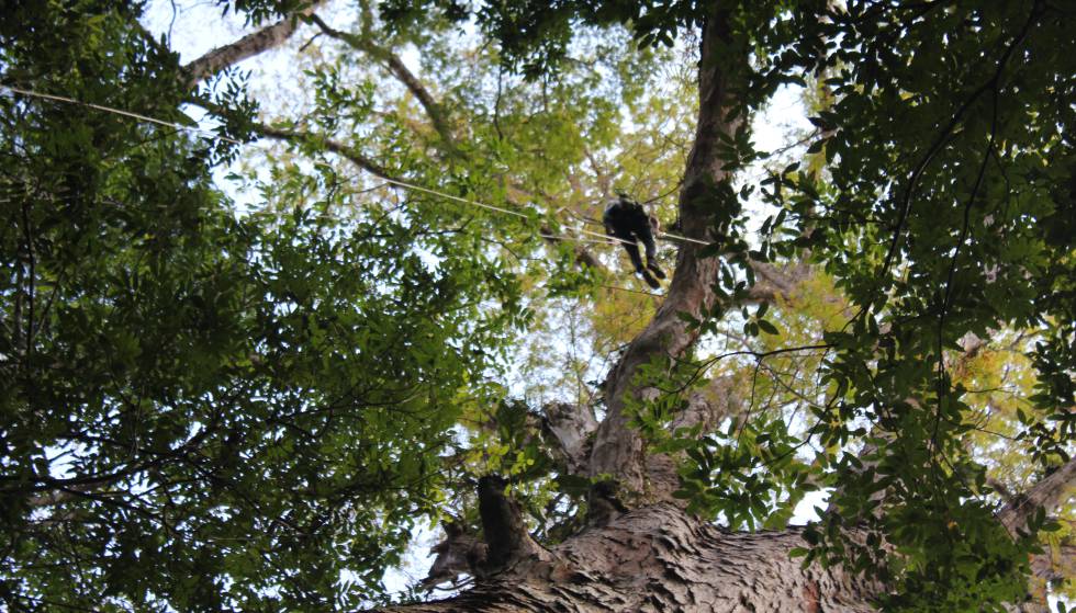 Un investigador, en la copa de los árboles más grandes de la Amazonia.