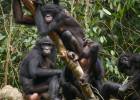 El sexo entre bonobas las ayuda a mantener a raya a los machos
