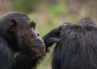 El sexo entre bonobas las ayuda a mantener a raya a los machos