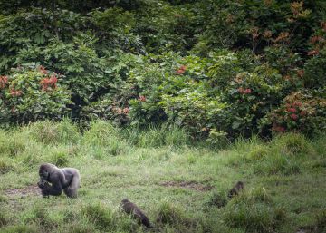 Ciudades de África y Asia construirán una Gran Muralla Verde