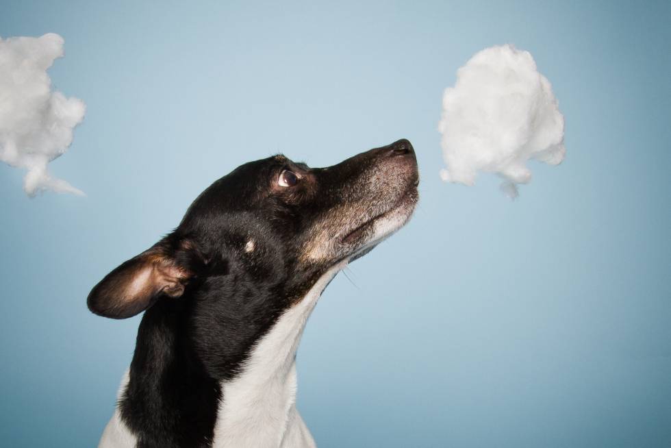 letras de infección de próstata de perro letras de infección de próstata de perro