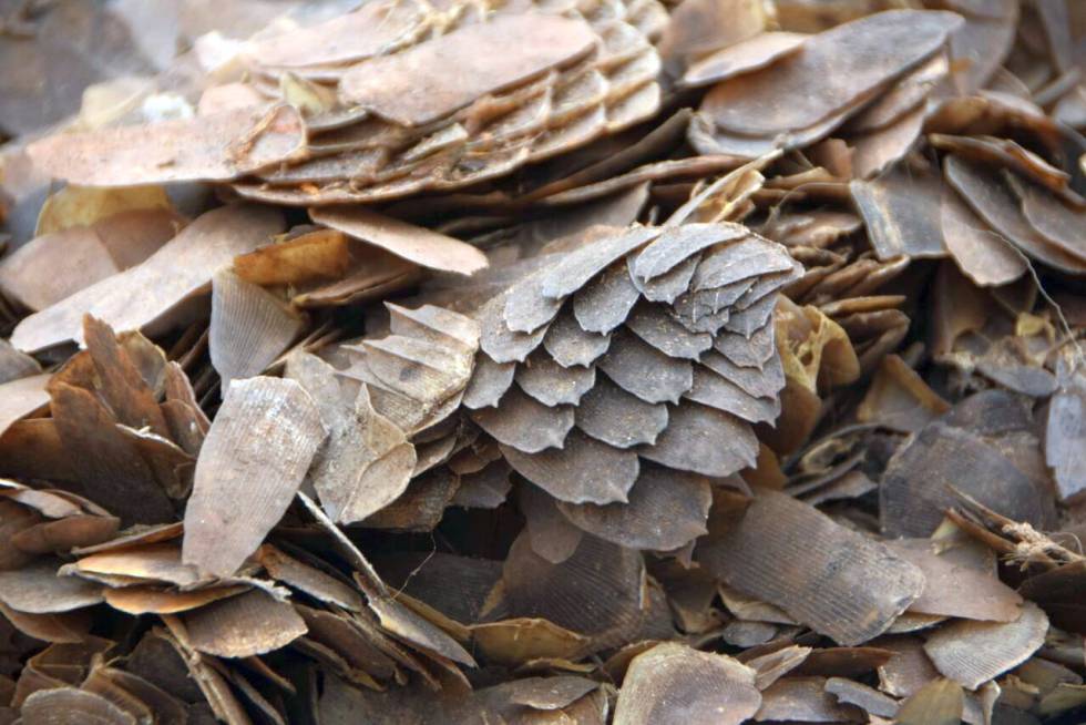 Escamas de un pangolín africano confiscadas en Camerún.