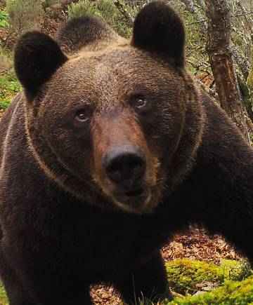 A brown bear