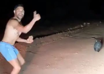 Un policía fuera de servicio lapida a un wombat en Australia