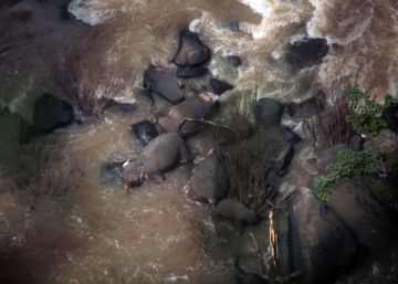 Seis elefantes mueren al caer por una cascada en un parque natural de Tailandia