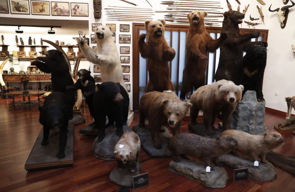 Colección de osos cazados por Marcial Gómez Sequeira.