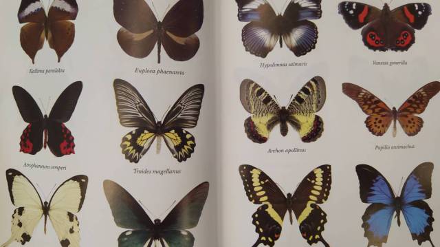 Ejemplos de mariposas.