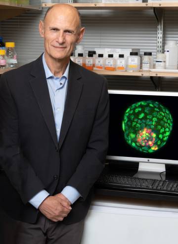 El investigador Juan Carlos Izpisúa posa con la foto de un embrión artificial.