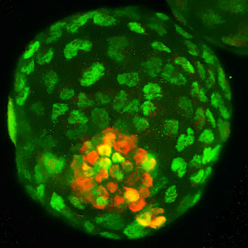 Resultado de imagen de Izpisúa crea "embriones artificiales" a partir de una única célula de la oreja de un ratón.