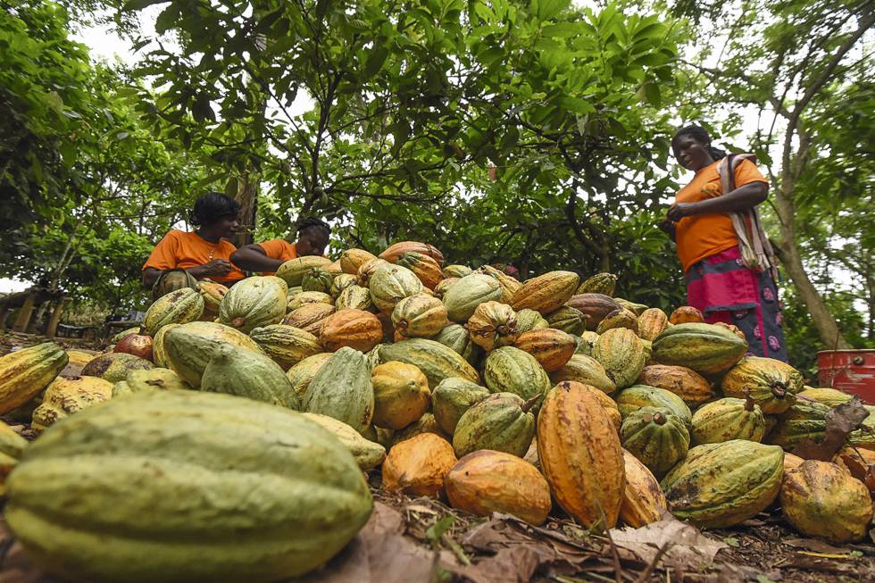 ¿De dónde viene el cacao del chocolate que comemos