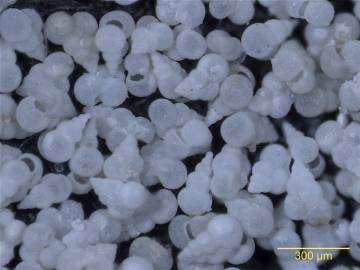 Foraminifera of the species' Heterohelix globulosa