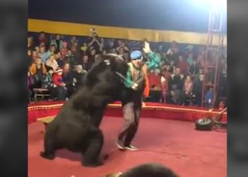 Un oso ataca a su domador en plena función en un circo ruso