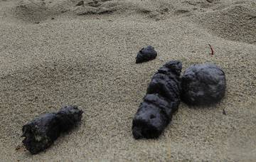 Excrementos de lobo en una duna del parque Pacific Rim.