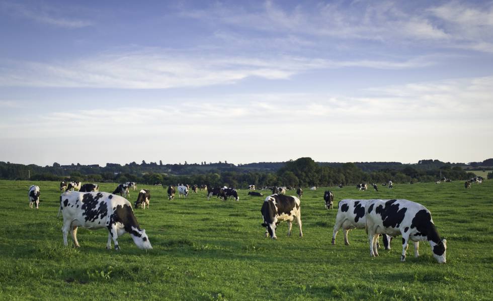 Vacas en alimentos para mas producir leche