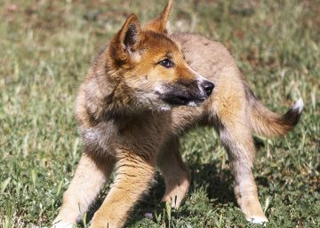 ‘Wandi’, el cachorro de dingo que quizás cayó del cielo